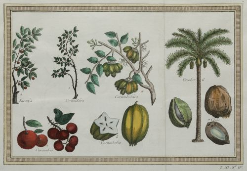 VARIOS AUTORES, "Filipinas: árboles, plantas y frutos de la