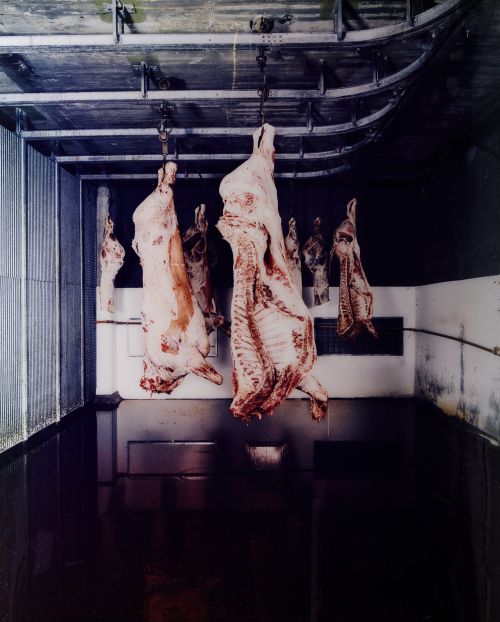 PER  BARCLAY, "The slaughter", 1996, Fotografóa a color sob