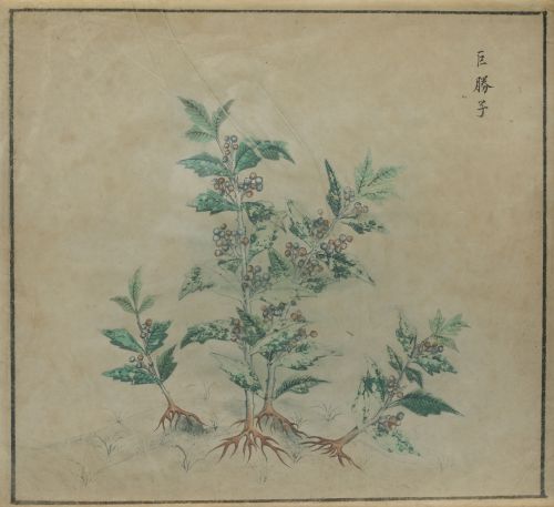 ESCUELA CHINA S.XIX/S.XX, "Planta"