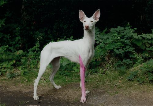 PIERRE HUYGHE, "Human", Fotografía