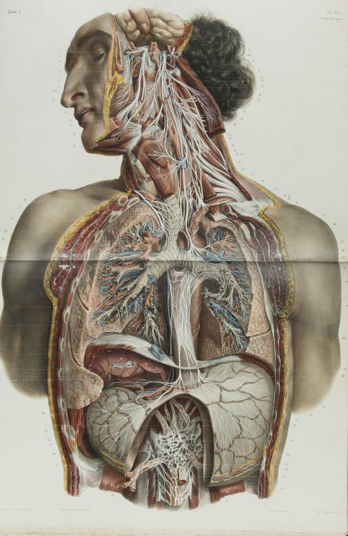 JEAN - MARC BOURGERY, "Traité complet de l’anatomie de l’ho