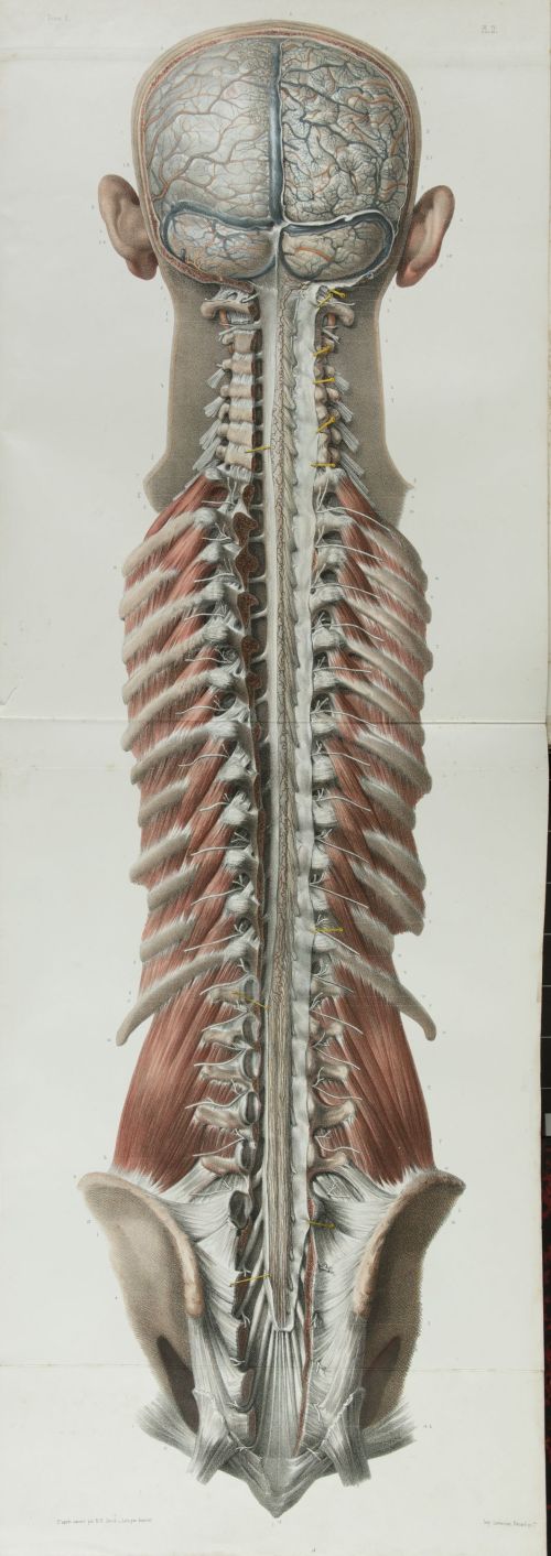 JEAN - MARC BOURGERY, "Traité complet de l’anatomie de l’ho