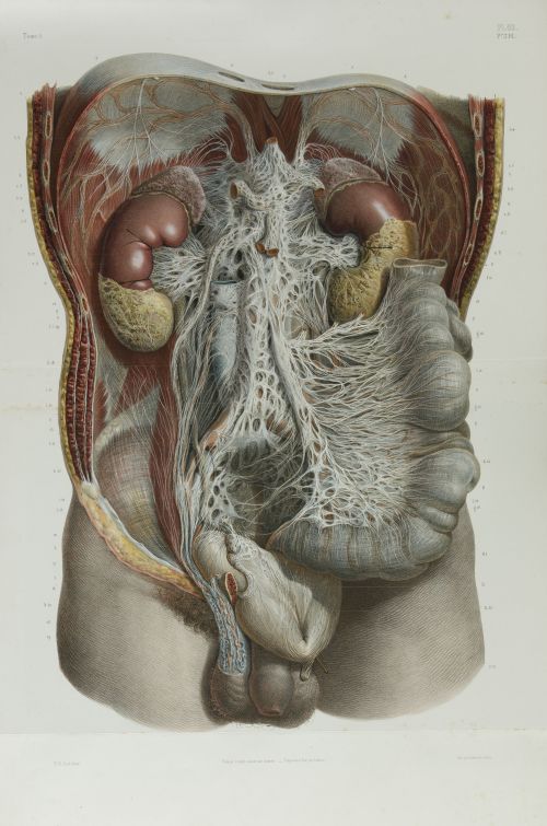 JEAN - MARC BOURGERY, "Traité complet de l’anatomie de l’ho