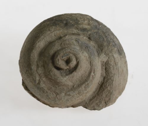 Fósil de amonita, Cretácico