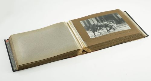 Álbum de fotografías "Sementales y yeguas pura sangre inglé