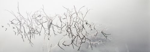 FERNANDO  MANSO, "Ramas japonesas", 2008, Impresión manual
