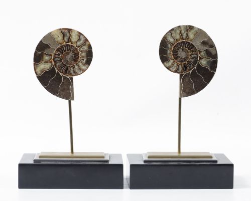 Pareja de cleoniceras montadas en bases de madera lacada y