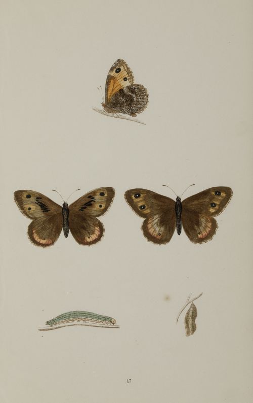 FRANCIS ORPEN MORRIS, "Mariposas y sus larvas", Seis grabad