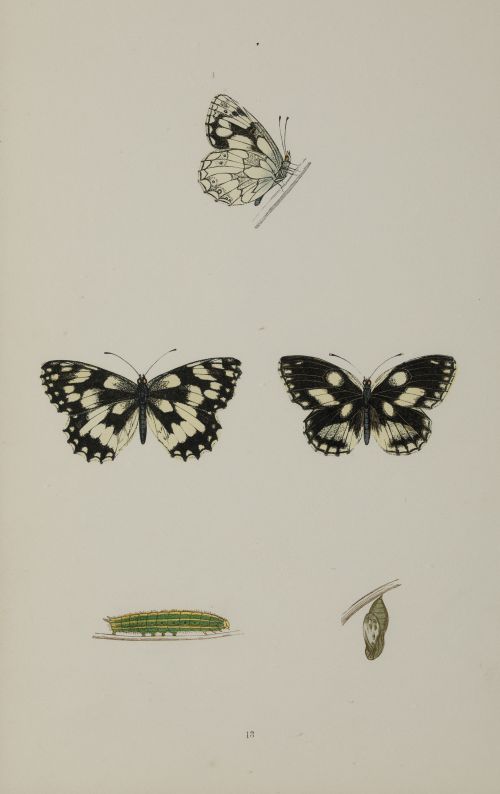 FRANCIS ORPEN MORRIS, "Mariposas y sus larvas", Seis grabad