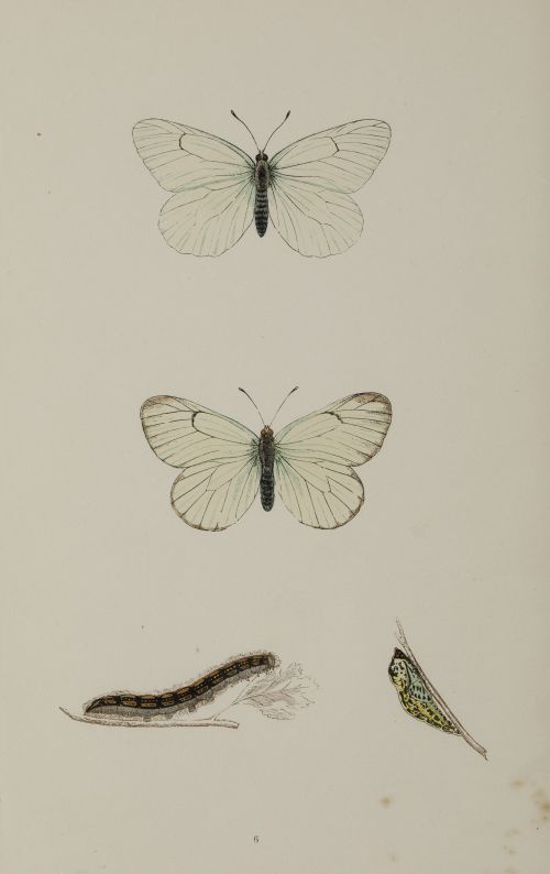 FRANCIS ORPEN MORRIS, "Mariposas y sus larvas", Seis grabad