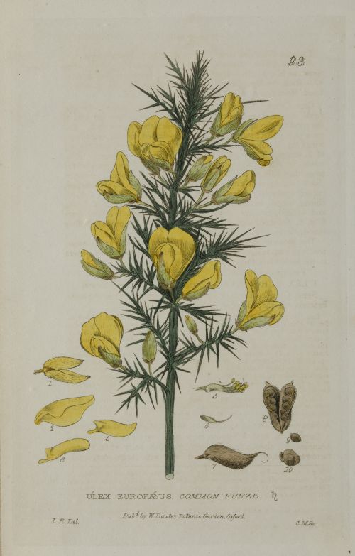 WILLIAM BAXTER, "Botánica", Tres grabados al cobre
