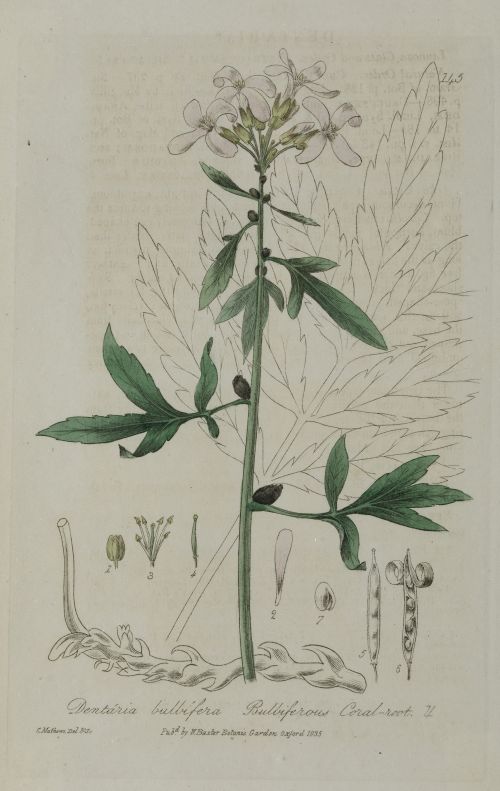 WILLIAM BAXTER, "Botánica", Tres grabados al cobre