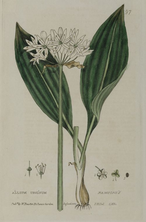 WILLIAM BAXTER, "Botánica", Tres grabados al cobre