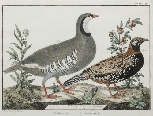FRANÇOIS NICOLAS MARTINET, "Aves de caza", Pareja de grabad