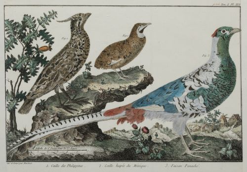FRANÇOIS NICOLAS MARTINET, "Aves de caza", Pareja de grabad