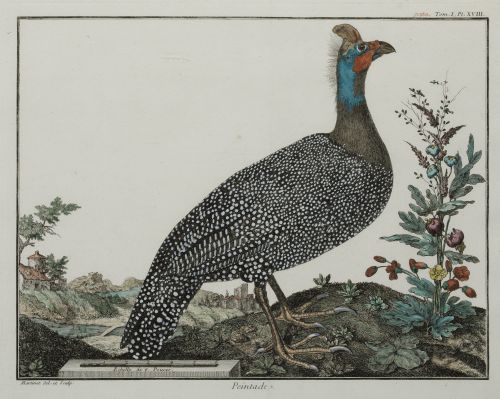 FRANÇOIS NICOLAS MARTINET, "Aves de caza", Pareja de grabad