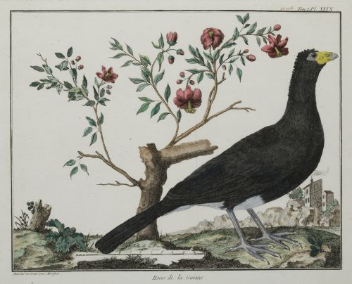 FRANÇOIS NICOLAS MARTINET, "Aves de caza", Pareja de grabad