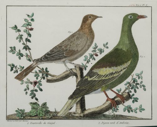 FRANÇOIS NICOLAS MARTINET, "Aves de caza", Pareja de grabad