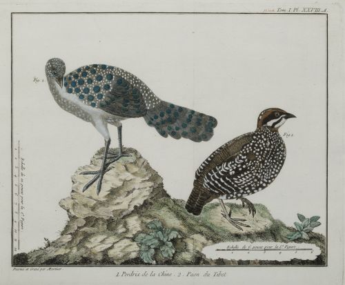 FRANÇOIS NICOLAS MARTINET, "Aves de caza", Pareja de grabad