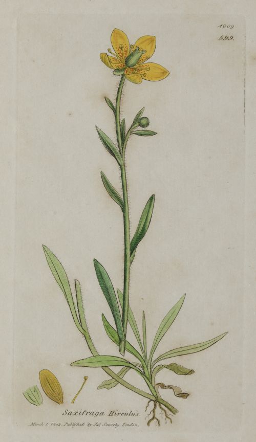 JAMES SOWERBY, "Botánica", Tres grabados al cobre