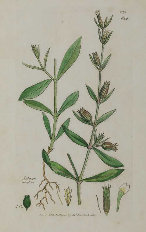 JAMES SOWERBY, "Botánica", Tres grabados al cobre