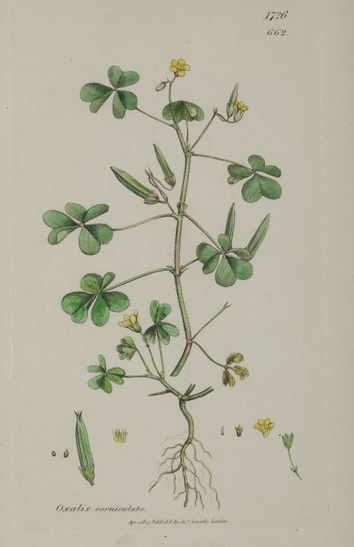 JAMES SOWERBY, "Botánica", Tres grabados al cobre