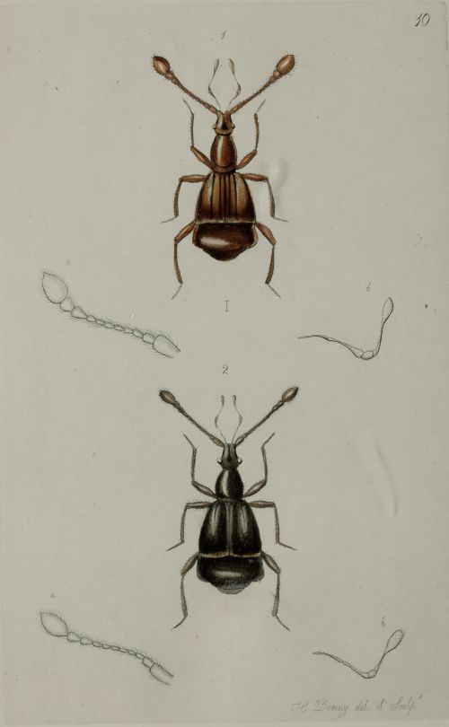 HENRY DENNY, "Insectos coleópteros", Serie completa de cato