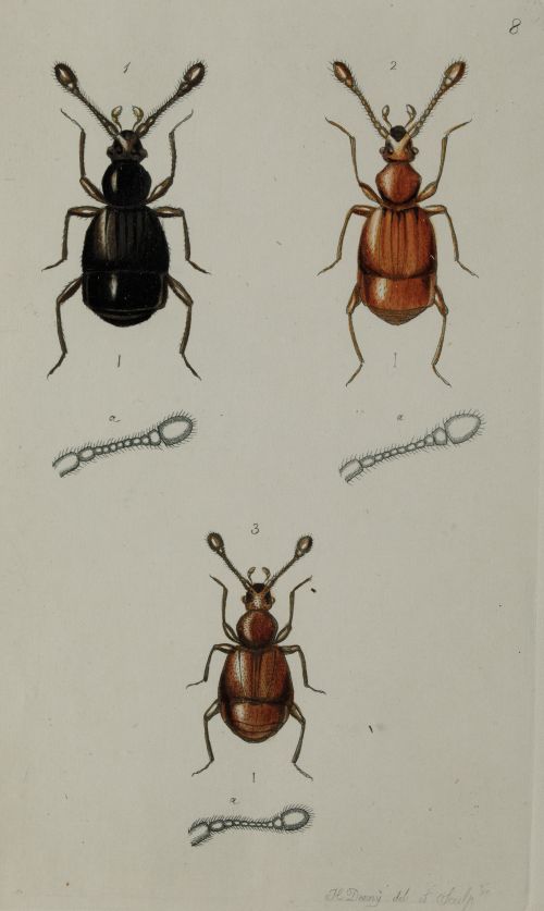 HENRY DENNY, "Insectos coleópteros", Serie completa de cato