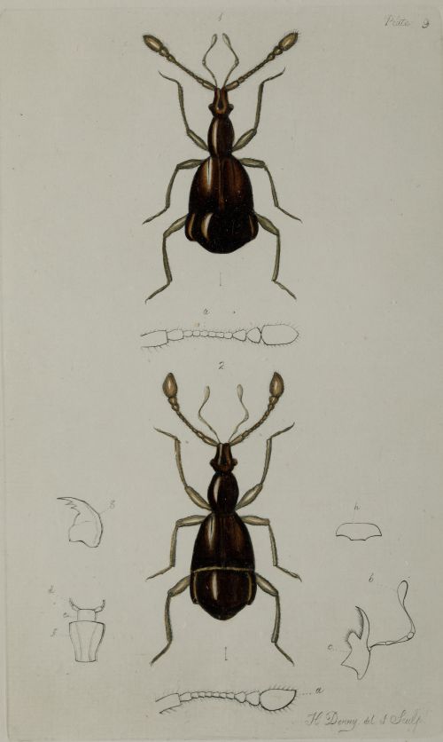 HENRY DENNY, "Insectos coleópteros", Serie completa de cato