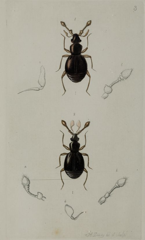 HENRY DENNY, "Insectos coleópteros", Serie completa de cato