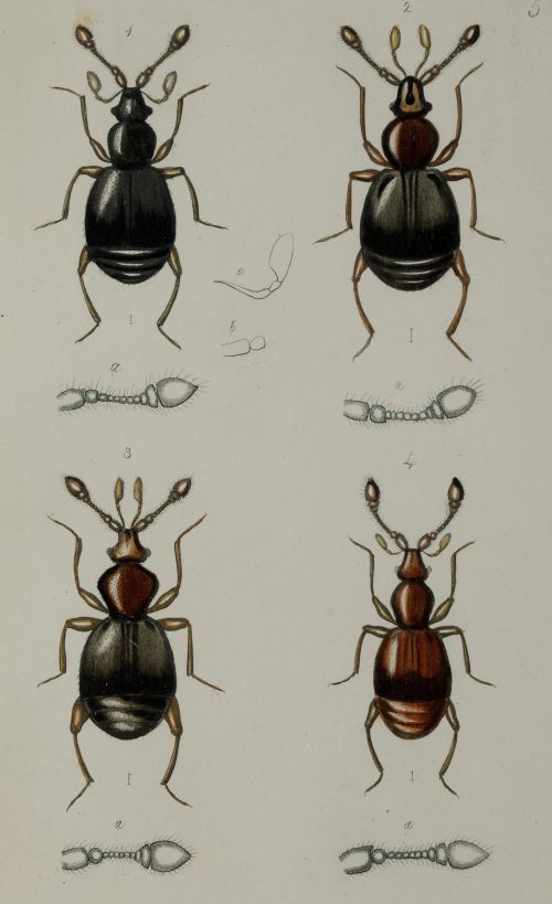 HENRY DENNY, "Insectos coleópteros", Serie completa de cato