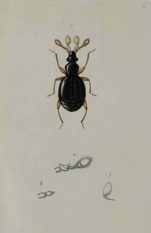 HENRY DENNY, "Insectos coleópteros", Serie completa de cato