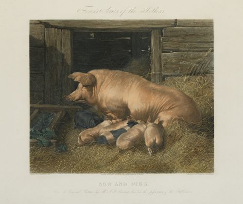 J. HARRIS Y W. SUMMERS, "Cerdos", "Gallinas", "Patos" y "Va