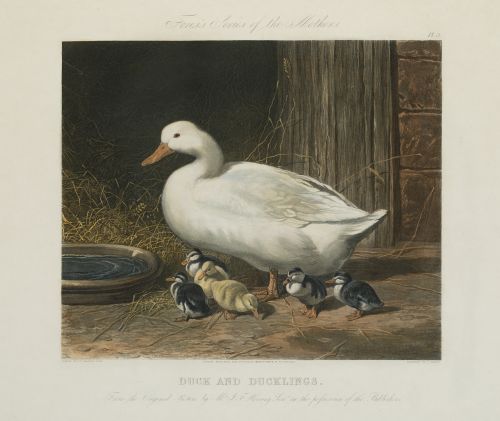 J. HARRIS Y W. SUMMERS, "Cerdos", "Gallinas", "Patos" y "Va