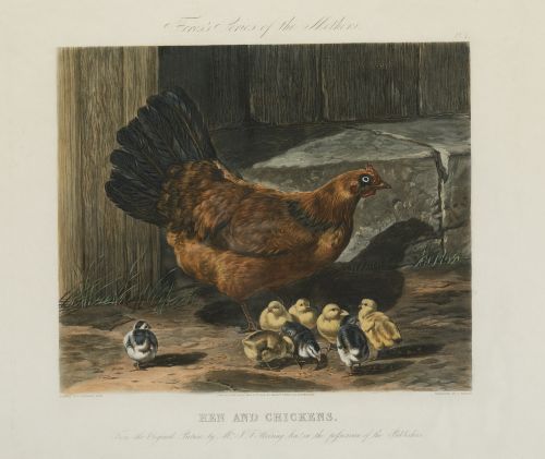 J. HARRIS Y W. SUMMERS, "Cerdos", "Gallinas", "Patos" y "Va