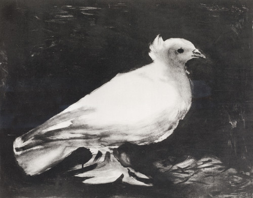 PABLO RUIZ PICASSO, "La colombe", Reproducción en fotograba