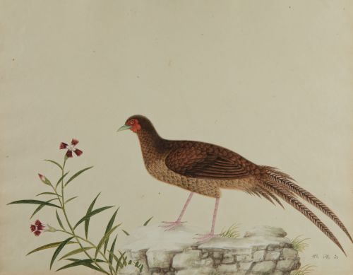 ESCUELA CHINA, "Ave", Acuarela sobre papel