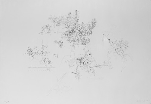 "Membrillos y Rosa", 1992