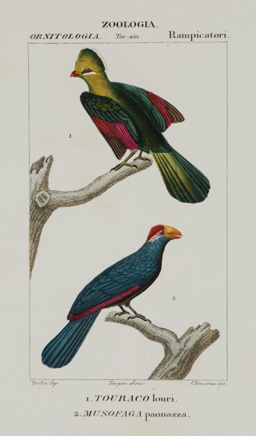 "Saltinpalo y Pettirosso" y "Monachino y Crociere"