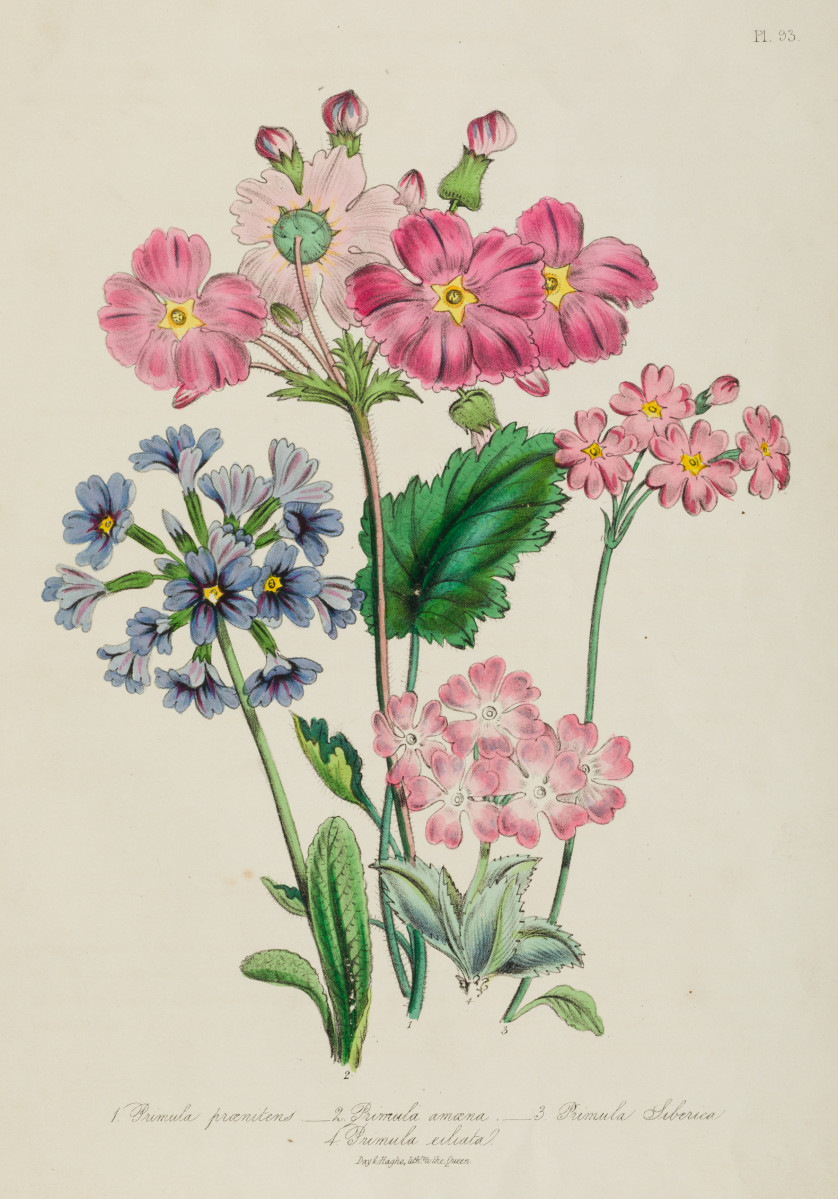 JANE-WELLS-WEBB-DE-LOUDON-Birmingham-Reino-Unido-1807-Londres-Reino-Unido-1858-Flores-27-x-21-cm-c-u