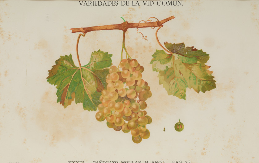 SIMON-DE-ROJAS-CLEMENTE-Y-RUBIO-Titaguas-Valencia-1777-Madrid-1827-Tinto-y-canocazo-38-x-54-cm-c-u