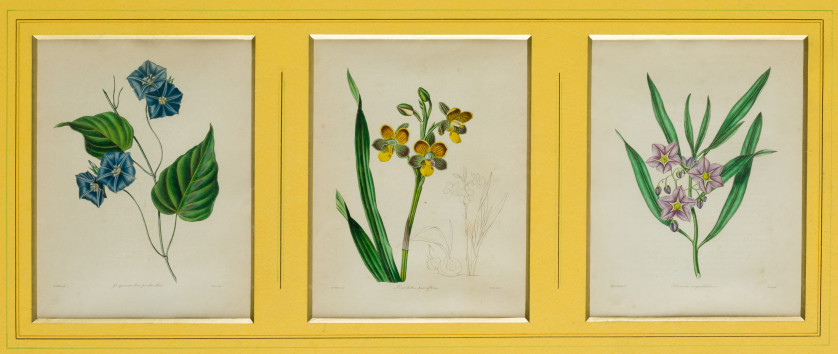 BENJAMIN-MAUND-Reino-Unido-1790-1863-Flores-20-5-x-16-cm