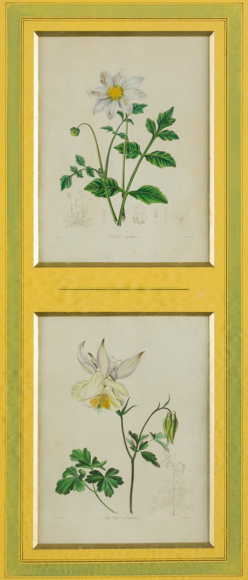BENJAMIN-MAUND-Reino-Unido-1790-1863-Flores-Encuadre-21-x-15-5-cm-c-u