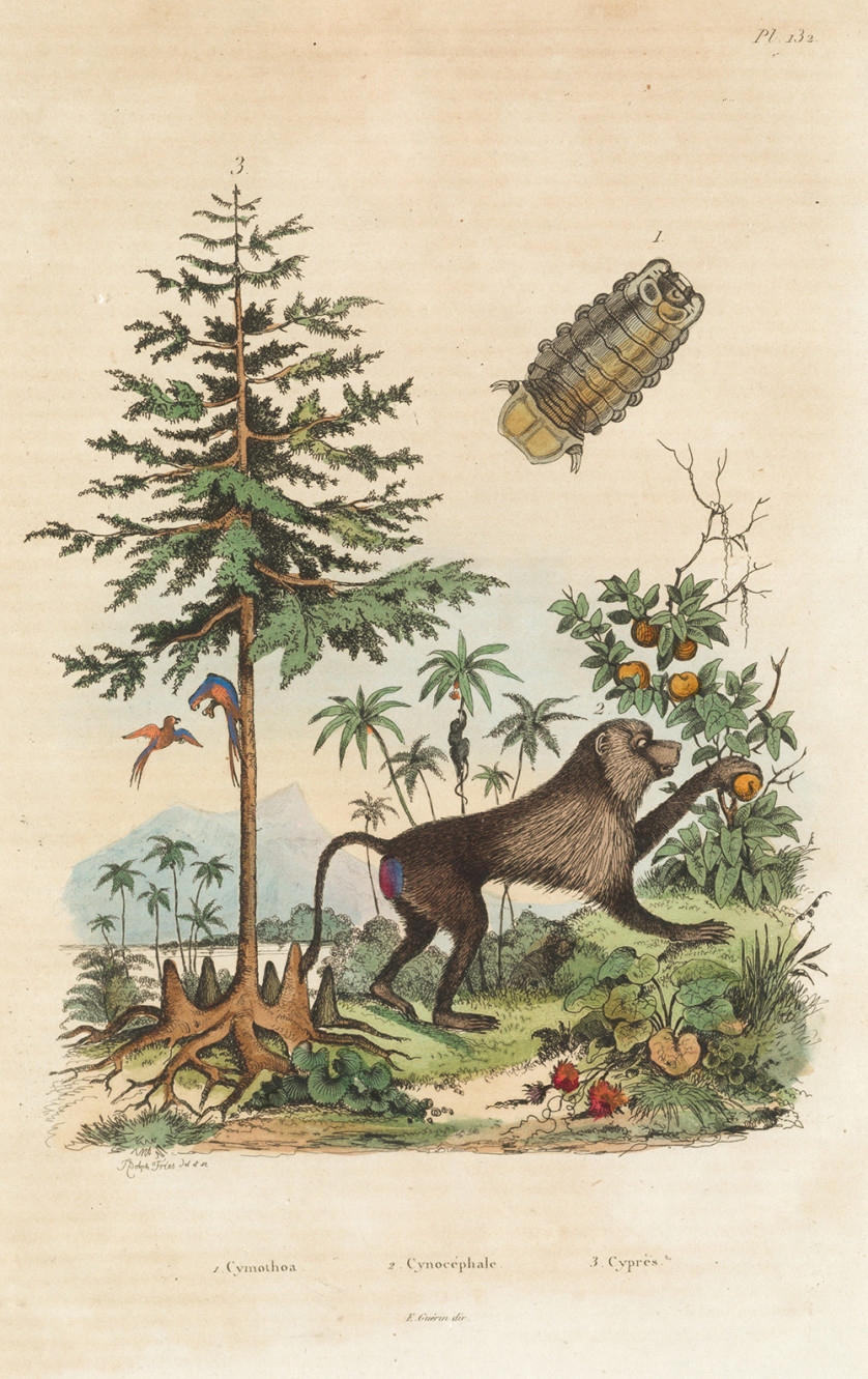 FELIX-EDOUARD-GUERIN-MENNEVILLE-1799-1874-Flora-y-Fauna-28-5-x-18-5-cm-c-u