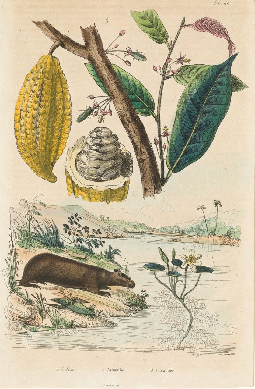 FELIX-EDOUARD-GUERIN-MENNEVILLE-1799-1874-Flora-y-Fauna-28-5-x-18-5-cm-c-u